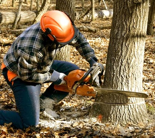 Tree Removal in Evans, CO